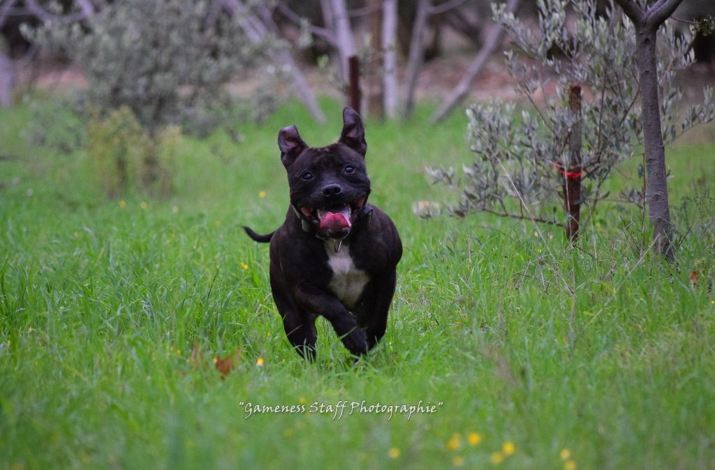 Publication : Gameness Staff