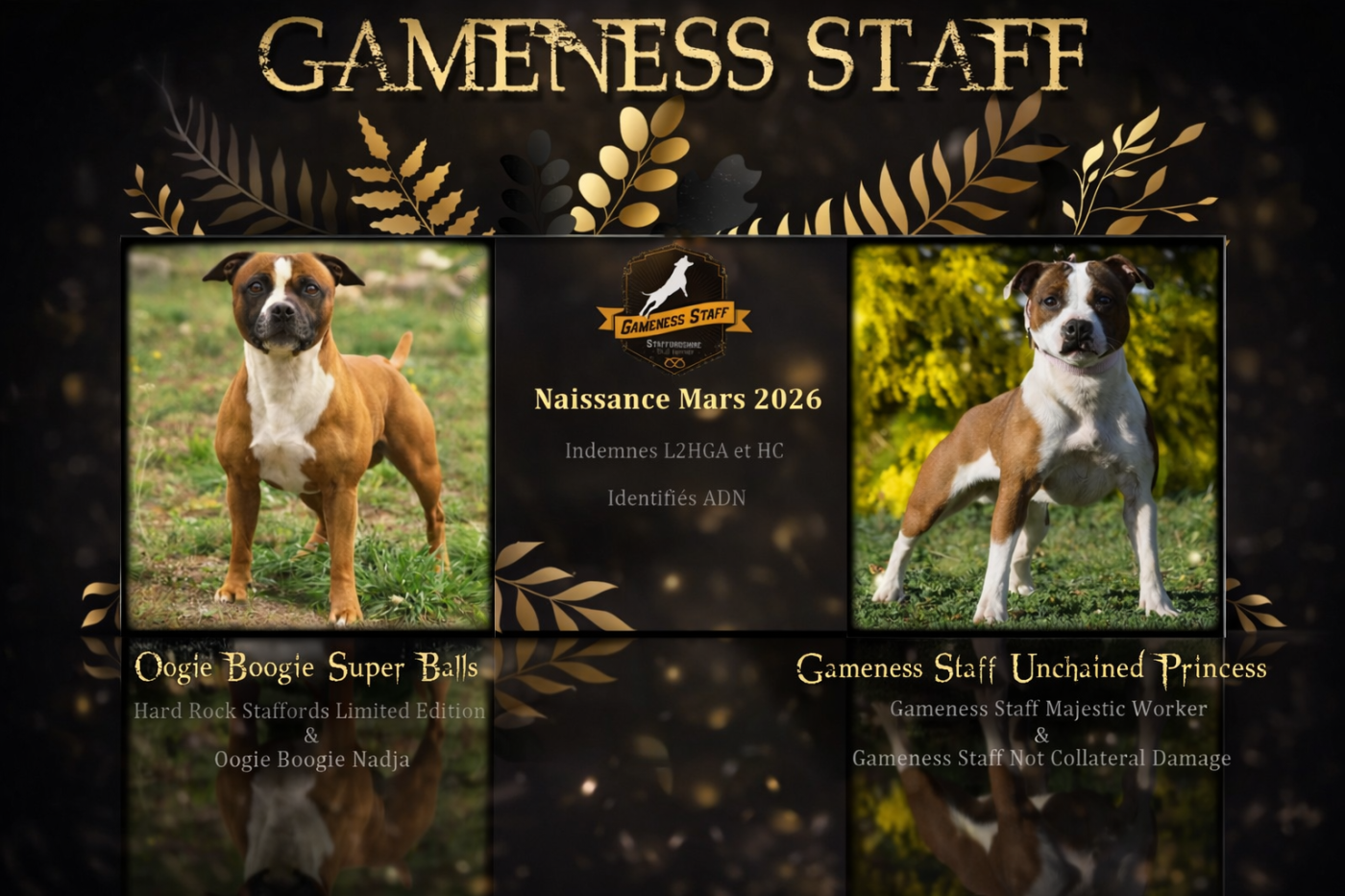 Staffordshire Bull Terrier - Gameness Staff