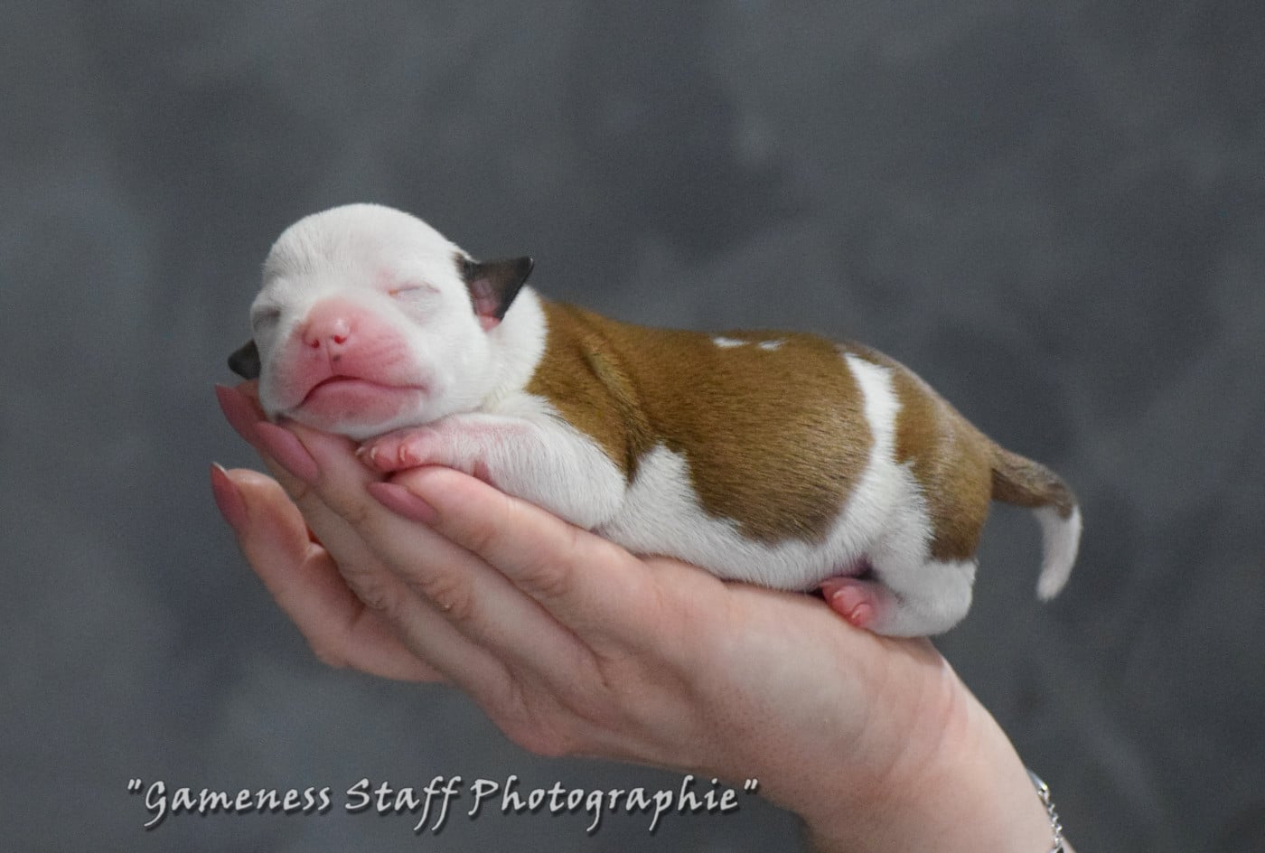 CAPTAIN - Staffordshire Bull Terrier