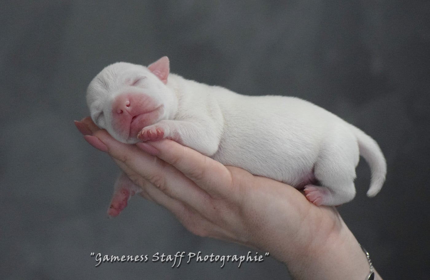 SNAPPER - Staffordshire Bull Terrier