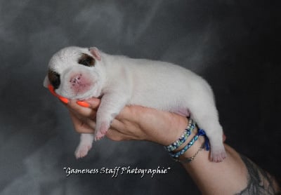Les chiots de Staffordshire Bull Terrier