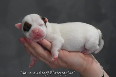 Les chiots de Staffordshire Bull Terrier