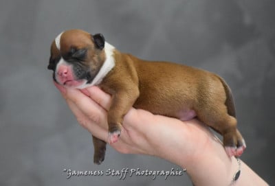 Les chiots de Staffordshire Bull Terrier