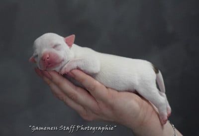 Les chiots de Staffordshire Bull Terrier