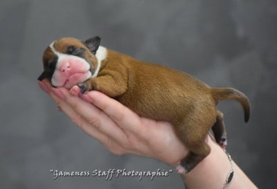 Les chiots de Staffordshire Bull Terrier
