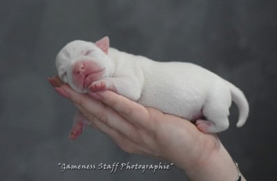 Les chiots de Staffordshire Bull Terrier