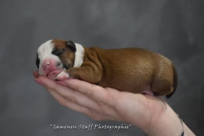 Les chiots de Staffordshire Bull Terrier