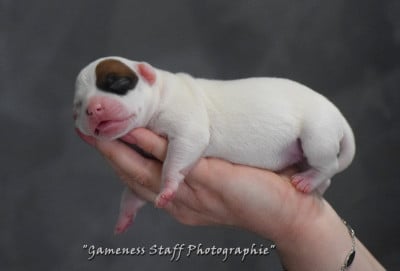 Les chiots de Staffordshire Bull Terrier