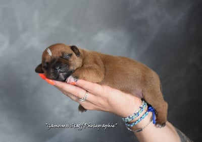 Les chiots de Staffordshire Bull Terrier