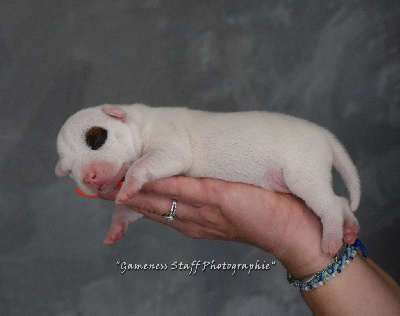 Les chiots de Staffordshire Bull Terrier
