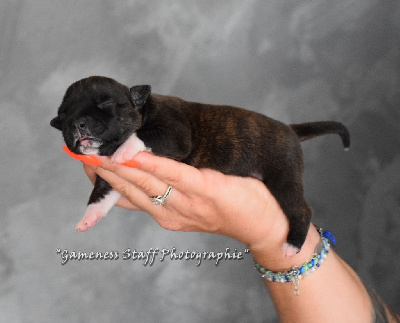 Les chiots de Staffordshire Bull Terrier