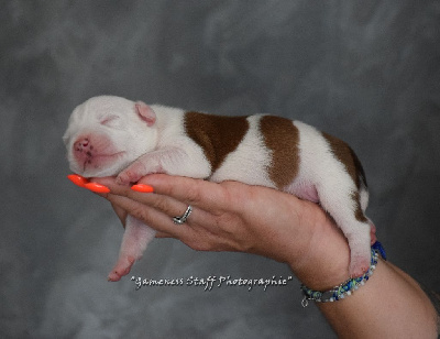 Les chiots de Staffordshire Bull Terrier