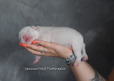 Les chiots de Staffordshire Bull Terrier