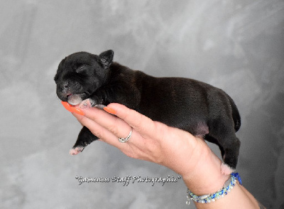 Les chiots de Staffordshire Bull Terrier