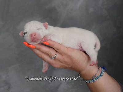 Les chiots de Staffordshire Bull Terrier