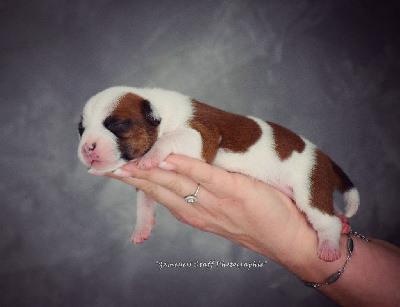 Mini Swany Baby :)  - Staffordshire Bull Terrier