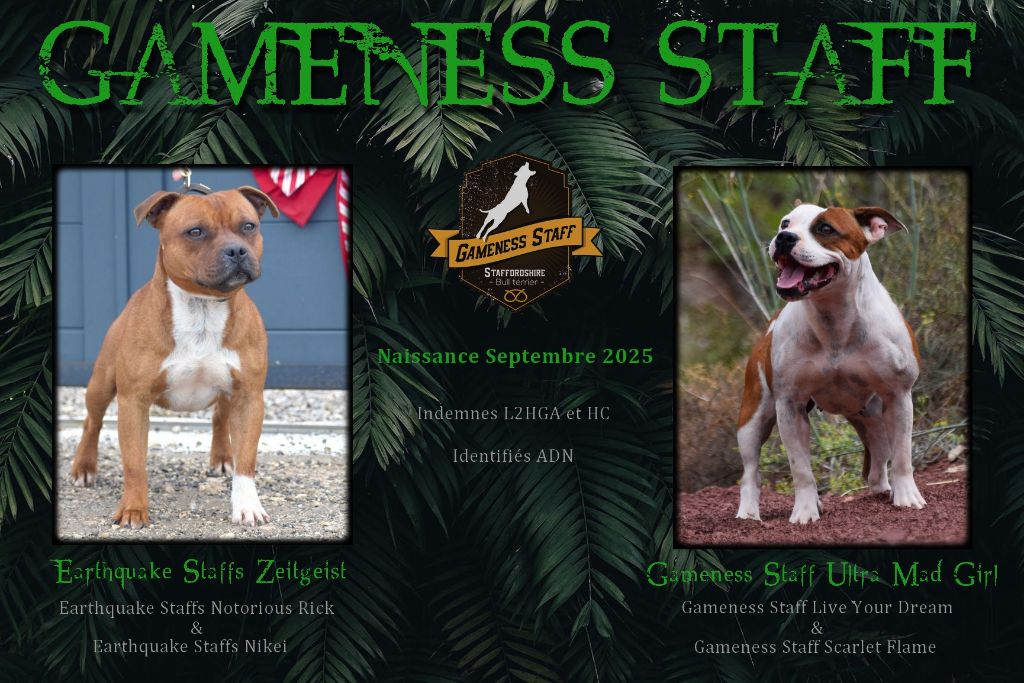 Staffordshire Bull Terrier - Gameness Staff