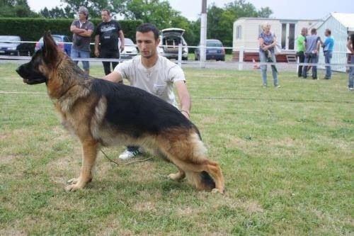 CH. Intox du val d'Anzin - excellent classe jeune