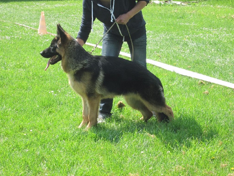 CH. Intox du val d'Anzin - Très prometteur