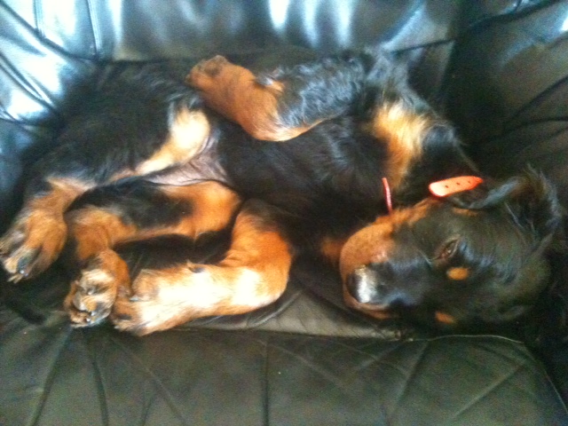 Publication : De L'Abbaye De Belleperche Auteur : Roque