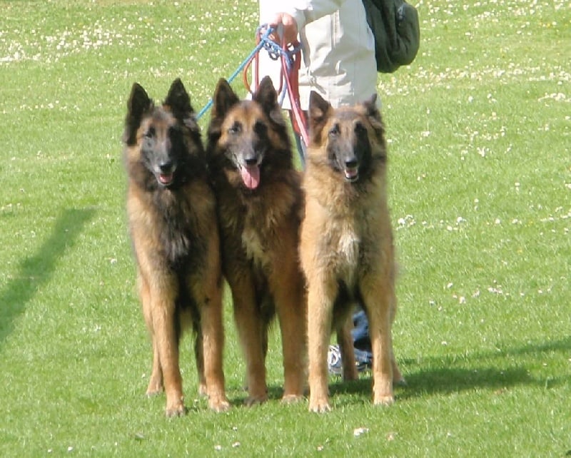 Gwena Du Château Médiéval - EXC Classe ouverte