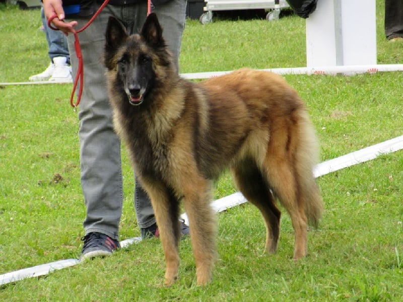 Gwena Du Château Médiéval - 1er EXC CAC Meilleur de race tervueren