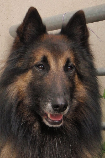 Elkenn Du Château Médiéval - 2ème EXC RCAC RCACIB Classe ouverte