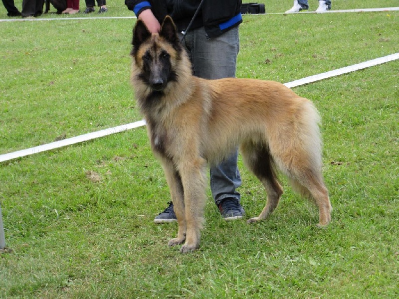 Idahn Du Château Médiéval - 1er EXC Classe jeune meilleur mâle