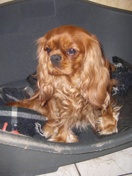 Publication : De La Vallee D'Ondine Auteur : de la vallée d'ondine