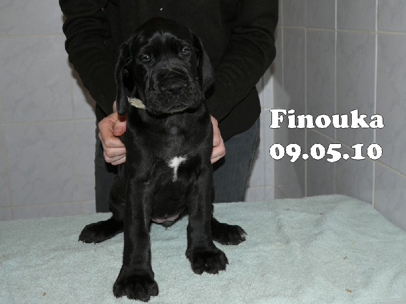 Publication : Des Fees De Celestia