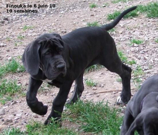 Publication : Des Fees De Celestia