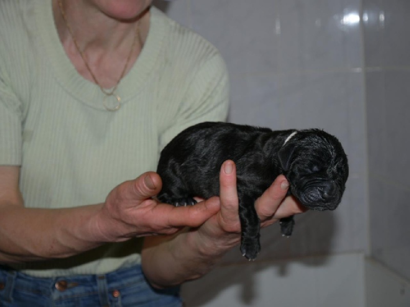 Publication : Des Fees De Celestia