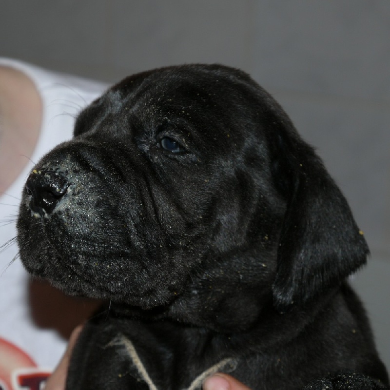 Publication : Des Fees De Celestia