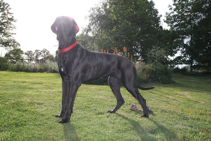 Publication : Des Fees De Celestia