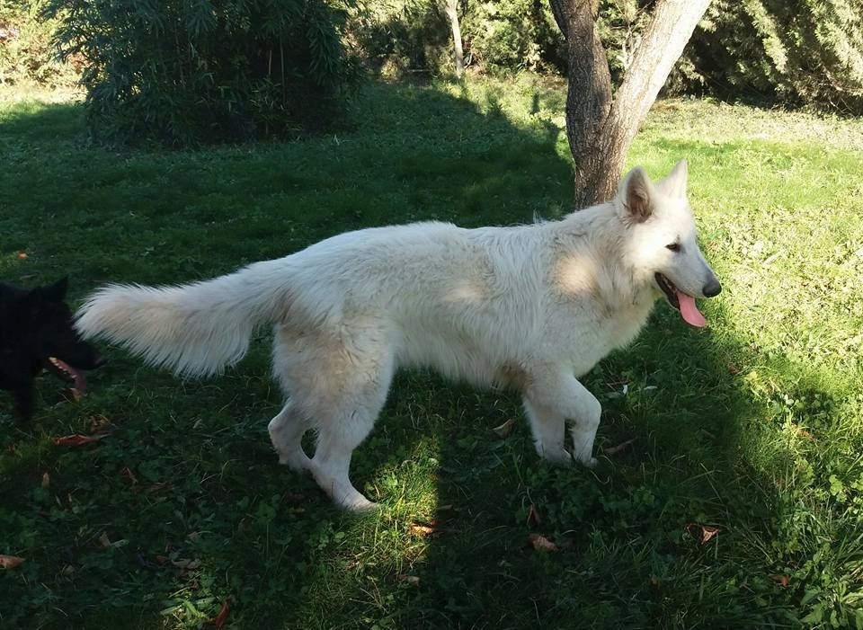 Publication : du plateau ardennais Auteur : NOE PASSION