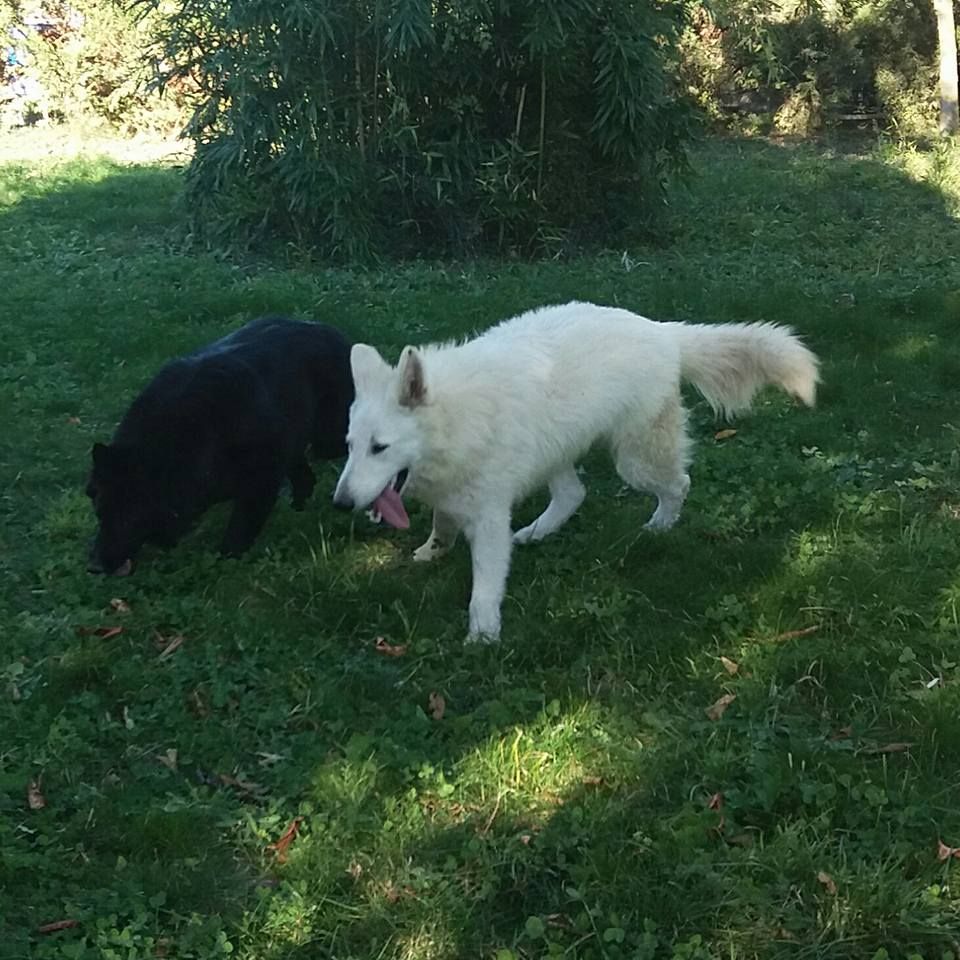 Publication : du plateau ardennais Auteur : NOE PASSION