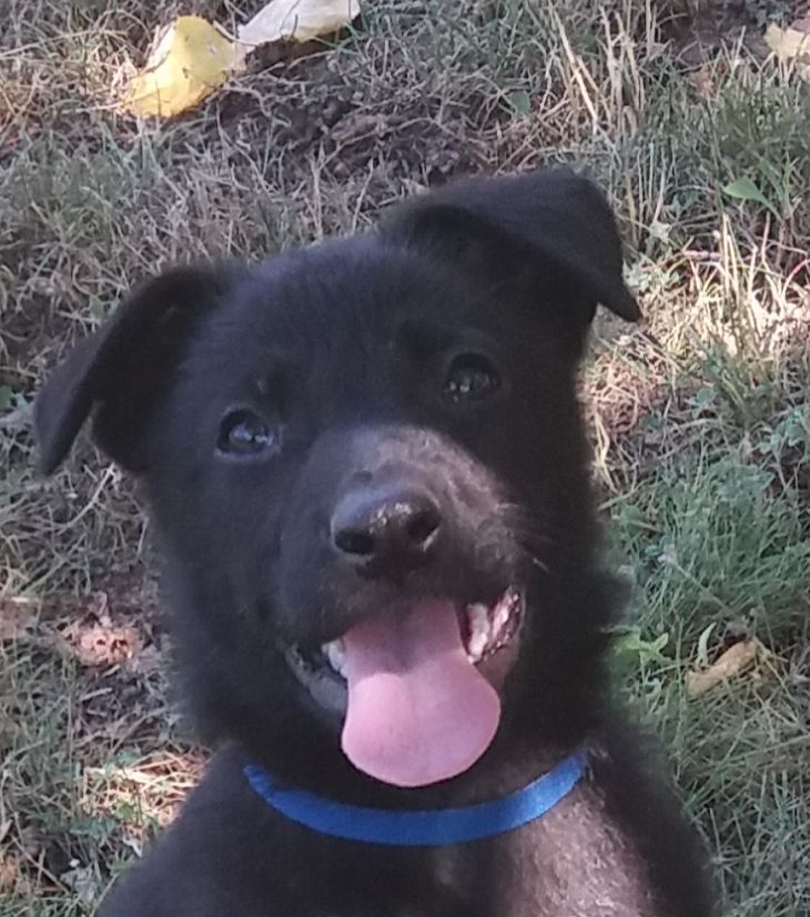 شائع شتاء الحيض Collier Chiot Berger Allemand Dsvdedommel Com