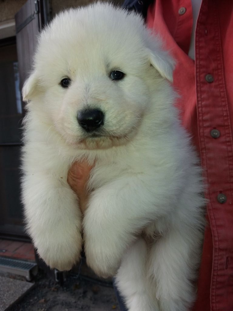 Chiot Berger Blanc Suisse, mâle disponible en Nouvelle ...