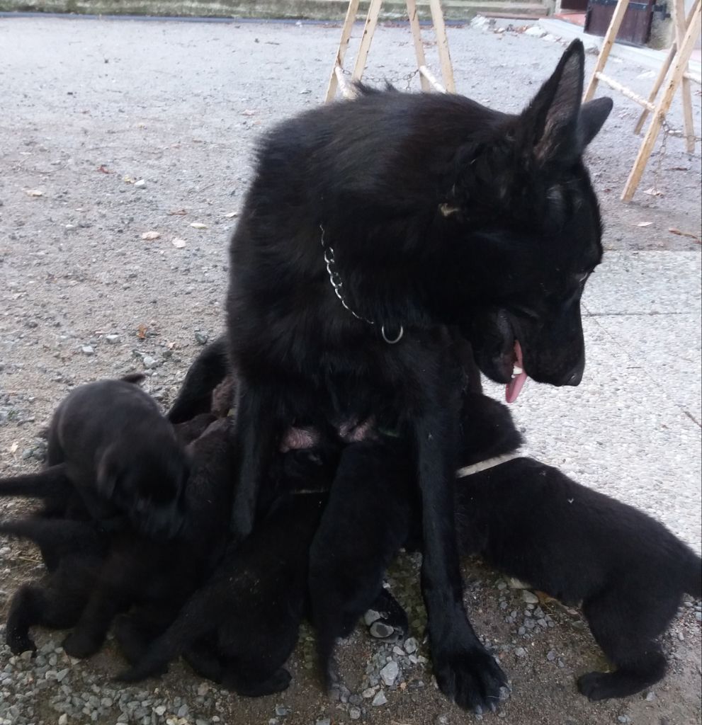 chiot Berger allemand de l'etang du morellet