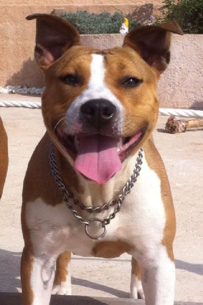 Publication : Du Royaume D'Anubis