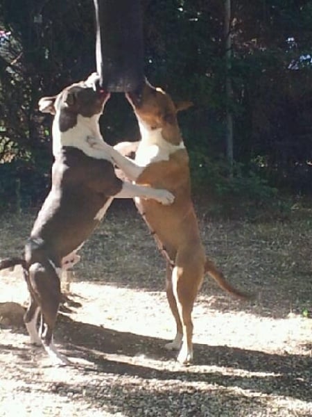 Publication : Du Royaume D'Anubis