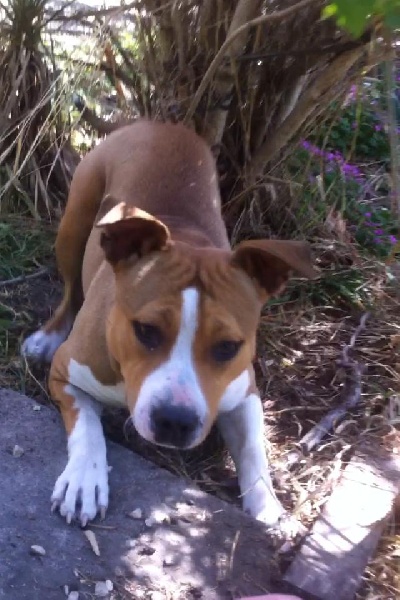 Publication : Du Royaume D'Anubis