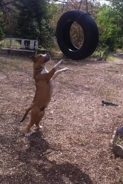 Publication : Du Royaume D'Anubis