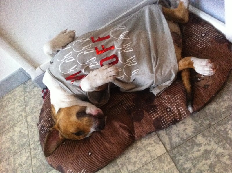 Publication : Du Royaume D'Anubis