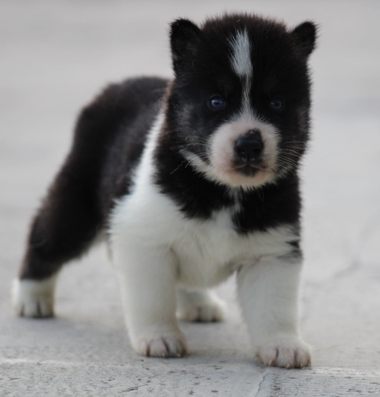 Chiot N°2 - Siberian Husky