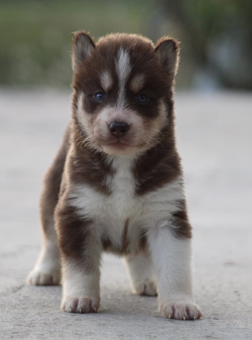Chiot N°4 - Siberian Husky
