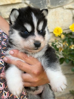 Les chiots de Siberian Husky