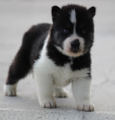 Les chiots de Siberian Husky