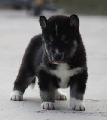 Les chiots de Siberian Husky