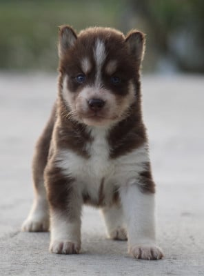 Les chiots de Siberian Husky